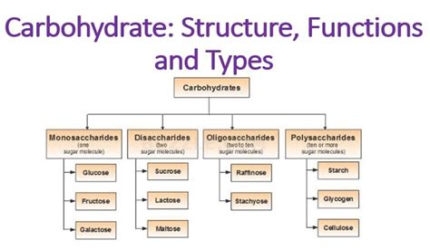 Carbohydrate: Structure, Functions and Types - Microbiology Notes