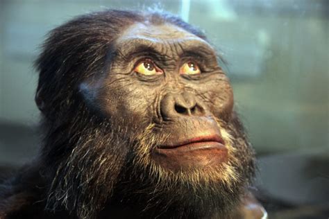 Australopithecus Afarensis - Modern Human Origins