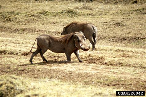 savanna warthog (Phacochoerus africanus)