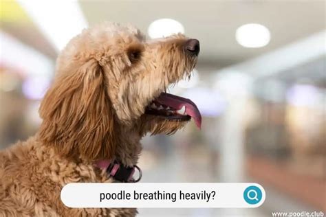 6 Causes of Poodle Heavy Breathing (Warning) - Poodle Club