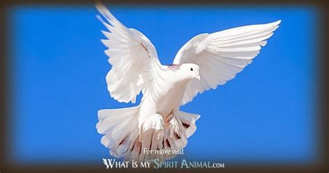 Dove Symbolism & Meaning | Spirit, Totem & Power Animal