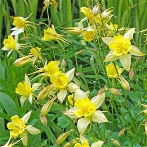 Aquilegia 'Yellow Star' - Dorset Perennials