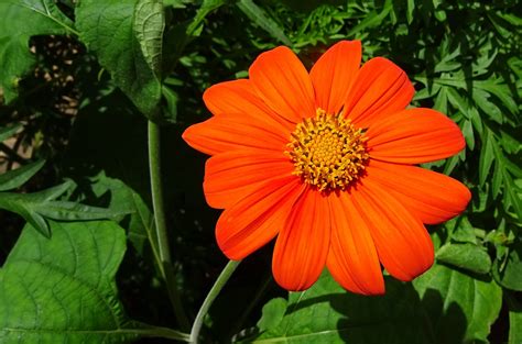 The Best Way to Grow Mexican Sunflower Plant - Garden and Happy