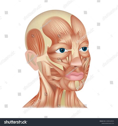 Anatomy Human Facial Muscles Head Without Stock Illustration 2049144521 | Shutterstock