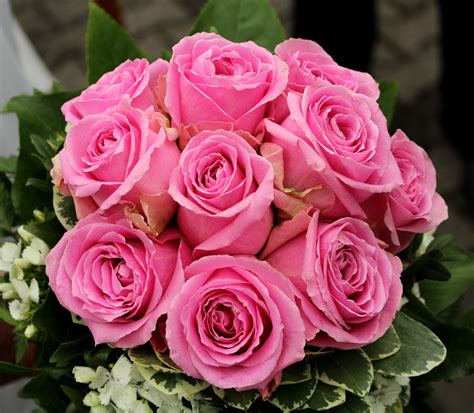 Free Images : petal, pink, floristry, floribunda, flowering plant, garden roses, rose family ...