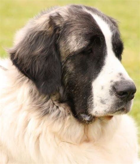 14 Great Pyrenees Mixed Breeds: Massive, Majestic Mixes! Great Pyrenees ...