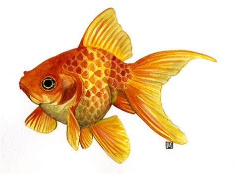 Art illustration - Lakes "freshwater fish" - (Goldfish) is a species of freshwater fish of the ...