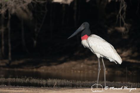 Marcel Huijser Photography | Brazilian birds: Jabiru (Jabiru mycteria), Pantanal, Mato Grosso do ...