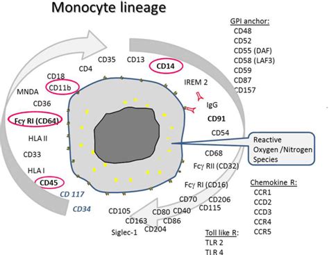 Monocytes and macrophages in flow: an ESCCA initiative on advanced analyses of monocyte lineage ...