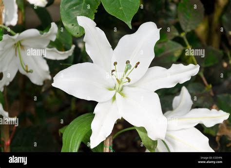 White six petal tropical flowers in garden in northern Thailand Stock ...