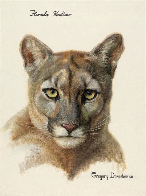 Florida Panther Drawing at PaintingValley.com | Explore collection of ...