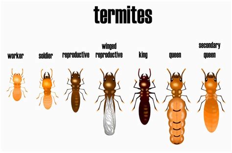 Termite Size Chart