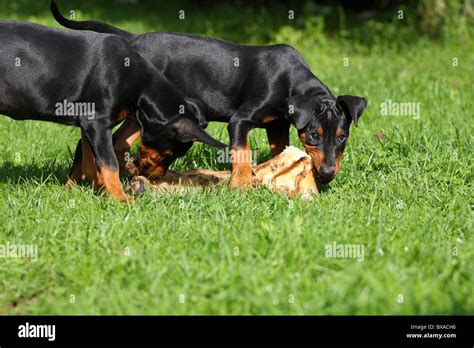 German Pinscher Puppies Stock Photo - Alamy