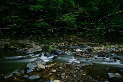 How to Photograph Fireflies - Nature TTL