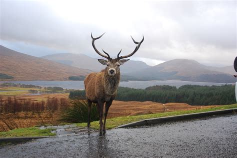 Stag Highlands Scotland - Free photo on Pixabay - Pixabay