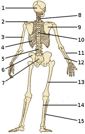 Free Anatomy Quiz - Bones of the Skeleton, Back View, Quiz 1