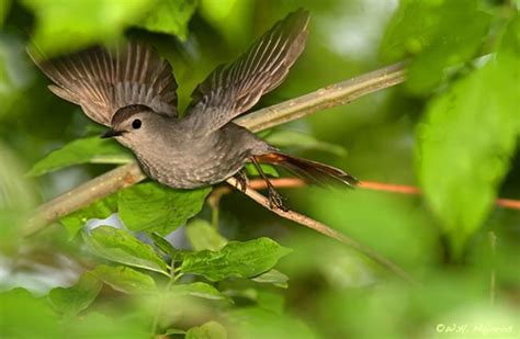 Catbird - Description, Habitat, Image, Diet, and Interesting Facts