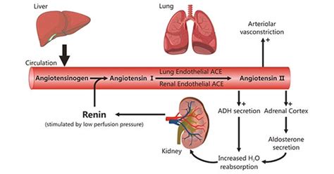 Get an Overview of Blood Pressure Regulation- CUSABIO