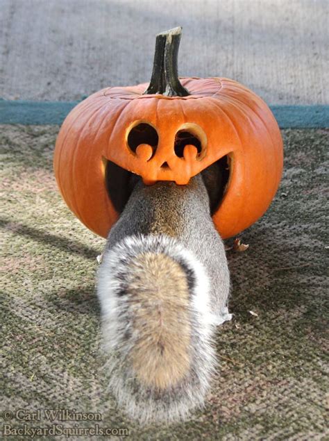 Smiling Pumpkin Jack-o'-Lantern Eating a Squirrel