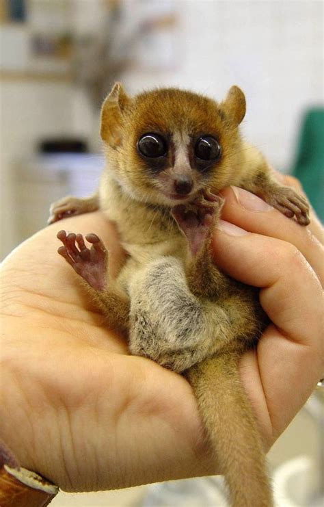 What big eyes you have.... | Baby lemur, Cute animals, Lemur