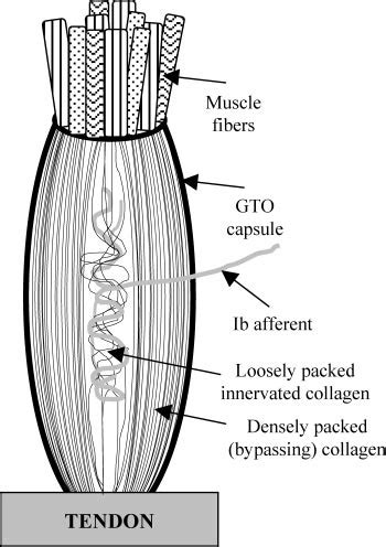 Structure of the Golgi tendon organ (GTO). GTO receptor is located in... | Download Scientific ...