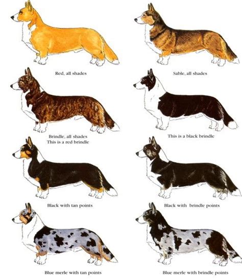 44 best images about Tri color corgis on Pinterest | Corgi pups, Cardigan welsh corgi and Peeps