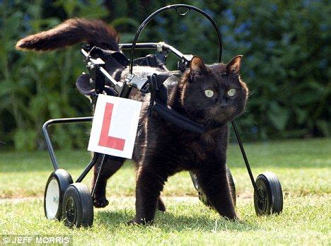 Wheelchair Mobility for Cat with Cerebral Palsy-like Brain Disorder | Baby cats, Cats, Animals ...