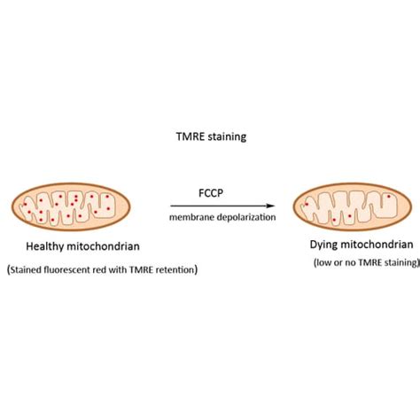 TMRE Mitochondrial Membrane Potential Assay │ G-Biosciences