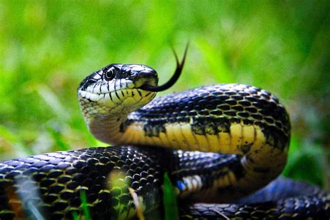 8 Snakes That Look Like Copperheads (With Pictures) – Nature Blog Network