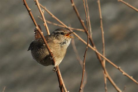 Dawn chorus by Cantabrigian on DeviantArt