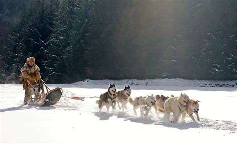 Working Dog Spotlight: Sled Dogs — Inukshuk Professional Dog Food