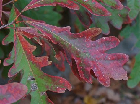 Tree Fall Red Oak Plant Red Fall Color Autumn-20 Inch By 30 Inch ...