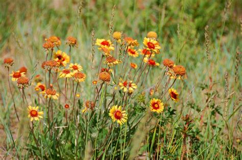 prairie wildflowers