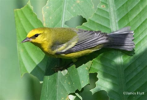 Blue-winged Warbler | State of Tennessee, Wildlife Resources Agency