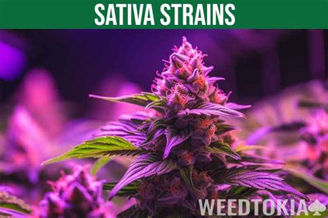 25 Best Sativa Strains for a Perfect High (2023 Edition) - Weedtokia