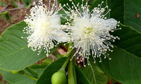 Guava Tree: Nutritious Tropical Fruit At Home - Epic Gardening