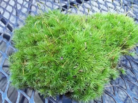 Live Mood Moss for Terrariums Vivariums Moss Gardens Flower | Etsy