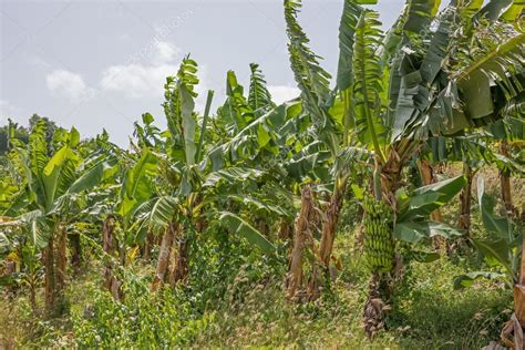 Banana Plantation Stock Photo by ©kelifamily 75336083