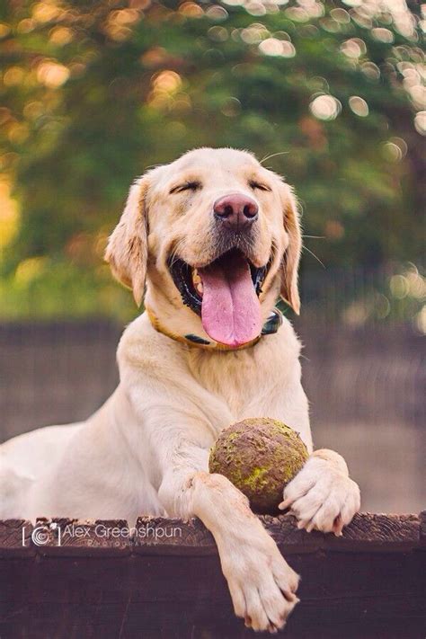 26 Photos of Beautiful Yawning Animals to Put You To Sleep