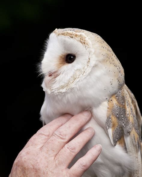 Owl | A selection of Birds of prey by Martin Maloney, held i… | Flickr