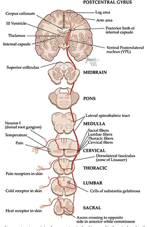 Figure 3 from Basic anatomy and physiology of pain pathways. | Semantic ...