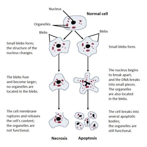 (PDF) Difference Between Apoptosis and Necrosis