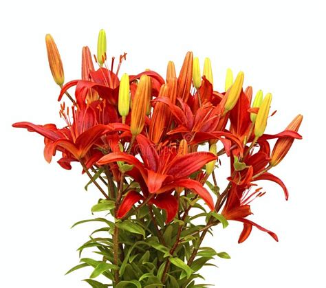 A red lilium bouquet stock image. Image of composition - 32684527