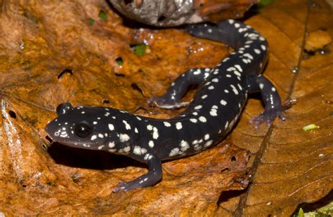 Northern Slimy Salamander | Virginia DWR