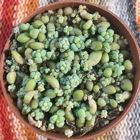 Effortless Burro's Tail Propagation: A Proven Method | Succulent Alley