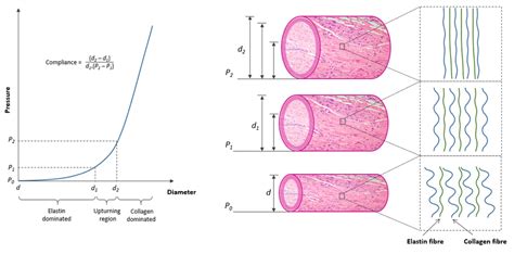 Role of fibrous components (elastin and collagen) in shaping the... | Download Scientific Diagram