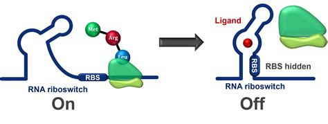 Team:Exeter/RNA Riboswitches - 2015.igem.org