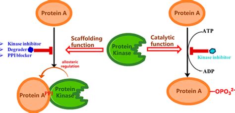 Targeting the Non-Catalytic Functions: a New Paradigm for Kinase Drug Discovery? | Journal of ...