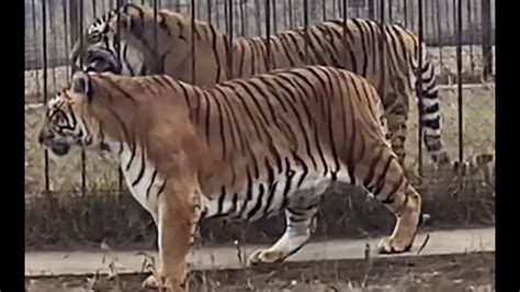 Siberian Tiger vs Sumatran Tiger- Size Comparison - YouTube