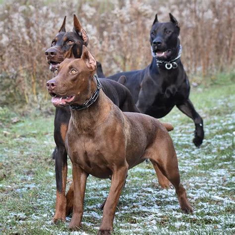 @alldoberman on Instagram: “Keeping there eyes on the target 🎯 @bestofbothworlds1102” | Doberman ...